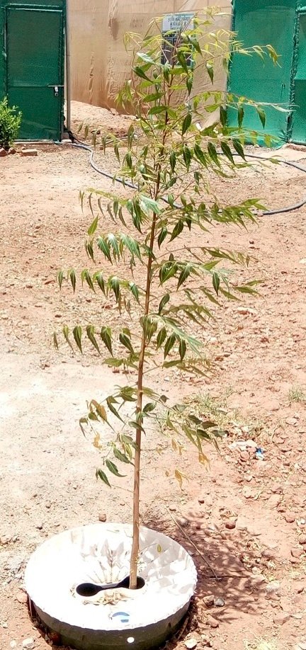 waterboxx result surendra - neem tree